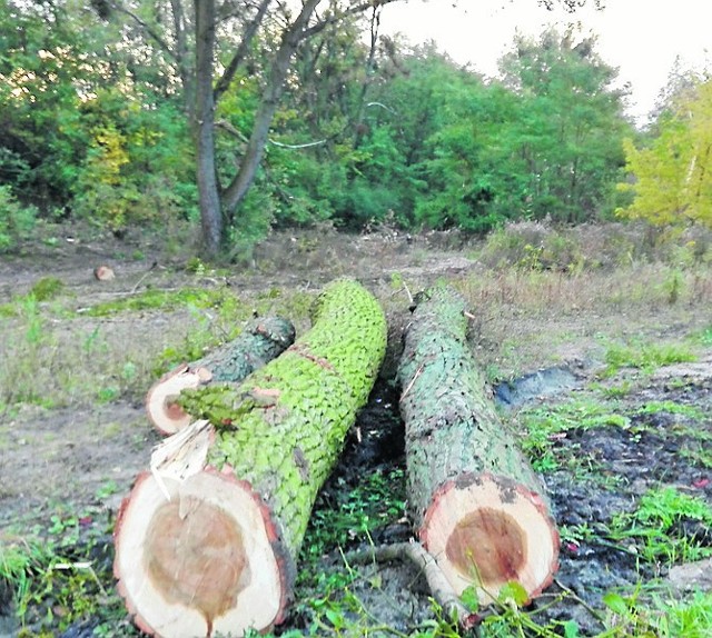 Przy ul. Pomorskiej i Topolowej wycinane są topole. Wycinający został zobowiązany do zastępczych nasadzeń.