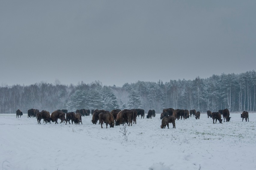 Stado żubrów uchwyciła Katarzyna Grusza zimą tego roku....