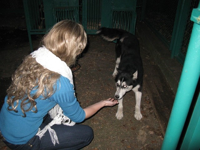 Husky potrzebuje nowego domu