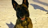 Zaginął policyjny pies Zara! Gdańscy policjanci proszą o pomoc