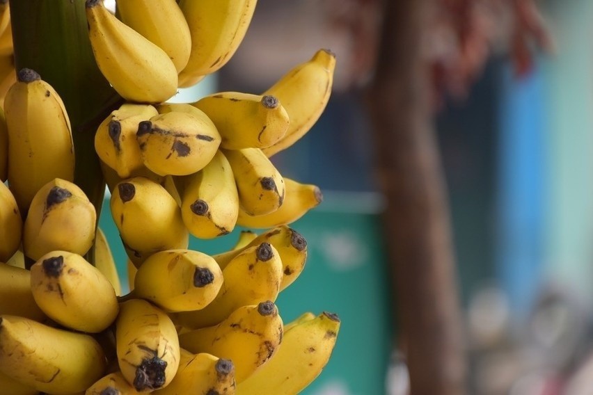 Banany zawierają przeciwutleniacze, takie jak witamina C i...