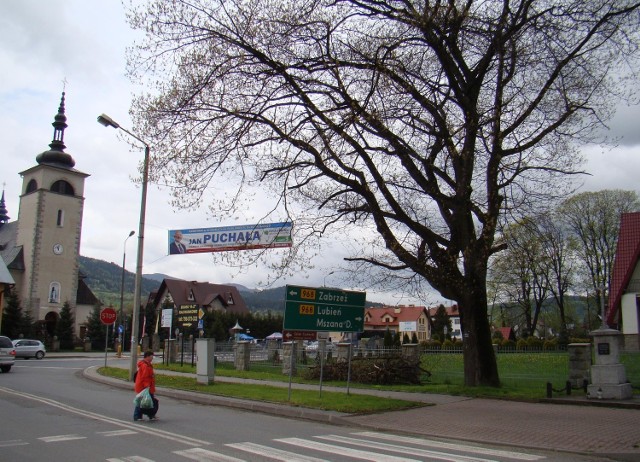 Gałęzie wiekowego dębu wycięto, żeby baner starosty wiszący nad drogą był lepiej widoczny