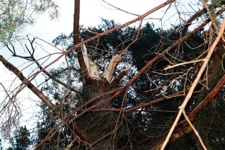 Piwniczna. 40 sekund horroru. Dobę po katakliźmie zniszczony las przeraża [ZDJĘCIA]