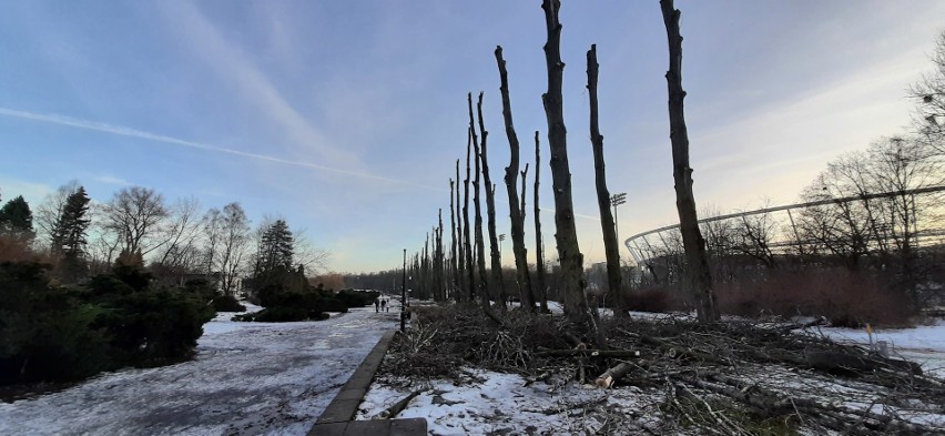 Szpaler drzew wzdłuż Stadionu Śląskiego został ogołocony z...