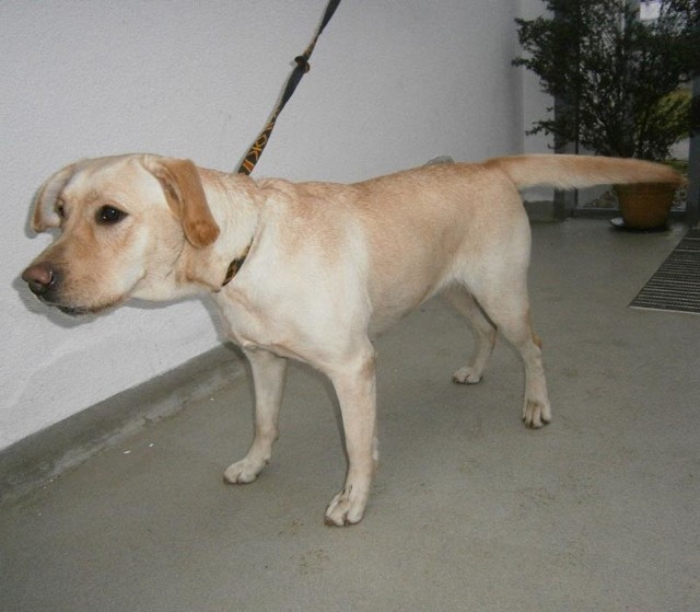 Suczkę rasy labrador retriever znaleziono koło sklepu InterMarche w Koszalinie.