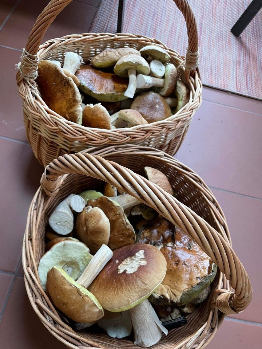 Piękne okazy grzybów, jakie mieszkaniec Stalowej Woli znalazł koło Goliszowca. Zobacz zdjęciach