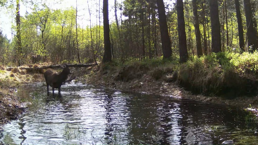 Jelenie szalały w leśnym basenie! Niezwykłe nagranie uchwyciło zabawę grupki jeleni