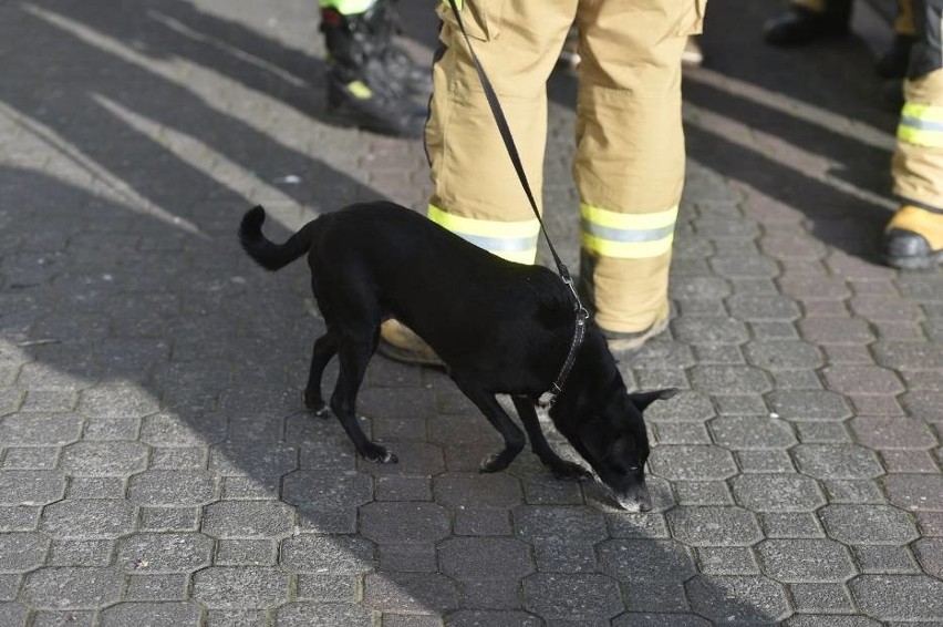 Strażacy z Leszna uratowali w poniedziałek psa, którego...