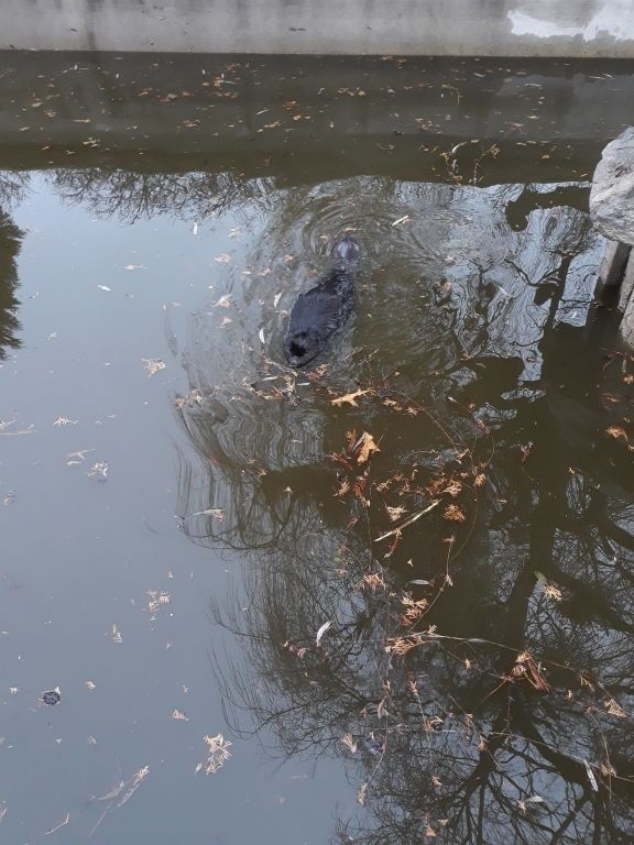 Strażnicy miejscy z Grudziądza samodzielnie – przy użyciu sprzętu, który mają na wyposażeniu – wyłowili bobra z basenu Ogrodu Botanicznego i wypuścili na wolność, wpuszczając zwierzę do Trynki. 