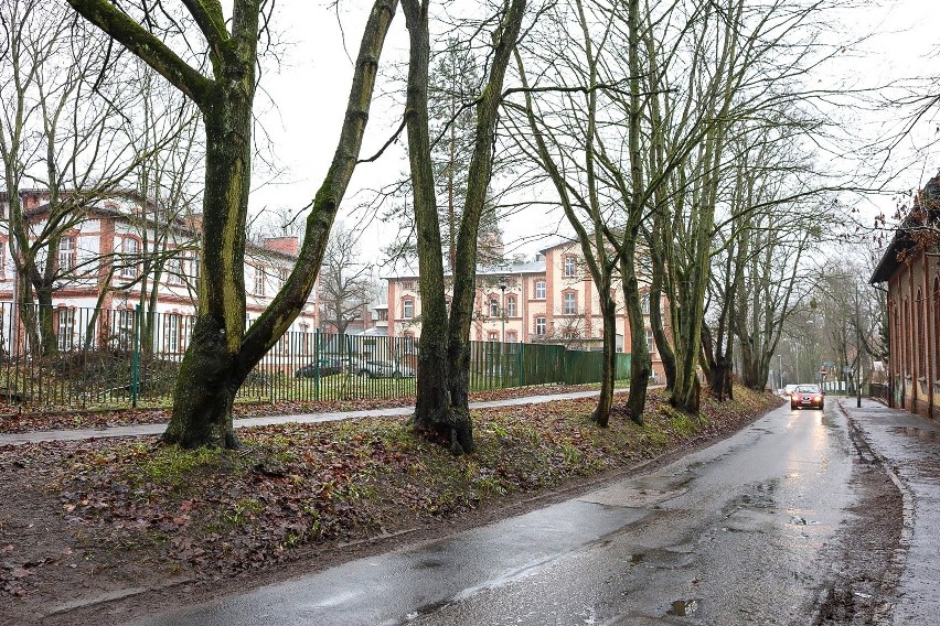 Drzewa przy ul. Broniewskiego w Szczecinie trzeba wyciąć? Mieszkańcy apelują do prezydenta