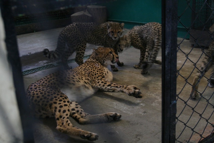 Pawilon gepardów
