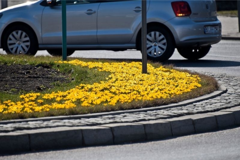 Wiosna w mieście. Kwitną  krokusy, potem pojawią się też bratki, tulipany (zdjęcia)