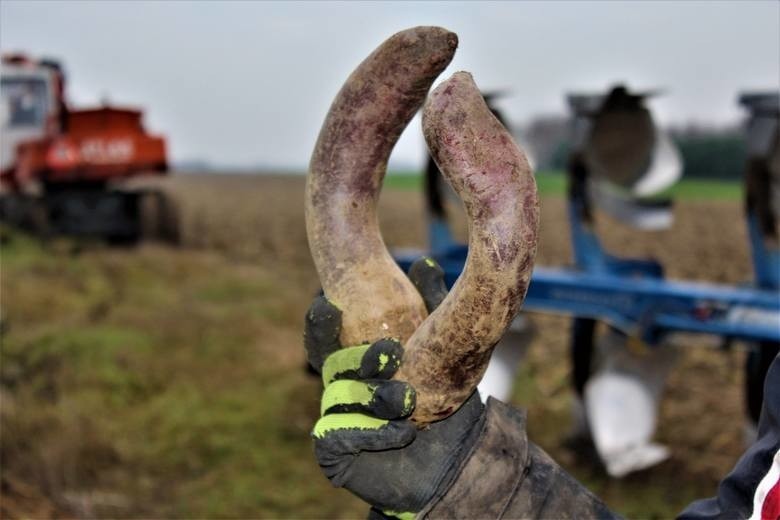 Takie powykręcane buraki nie spełaniają standardów...