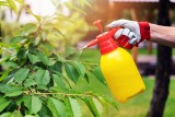 Olej rydzowy zwalczy kleszcze, mszyce, przędziorki i inne szkodniki w ogrodzie