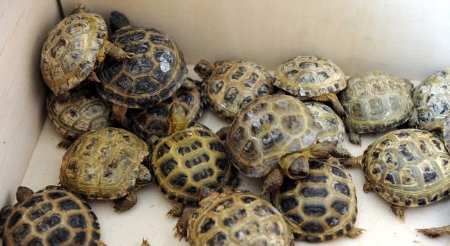 Znalezione w zbiorniku na paliwo żółwie trafią do zoo.