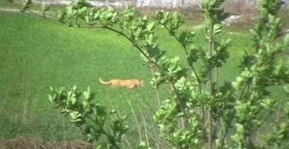 Najnowsze zdjęcia drapieżnika widzianego na Opolszczyźnie. Czy podobny kot grasuje w naszym regionie?