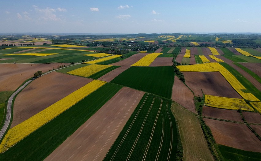 Do sfotografowania rzepaku nasz fotoreporter wybrał pola w...