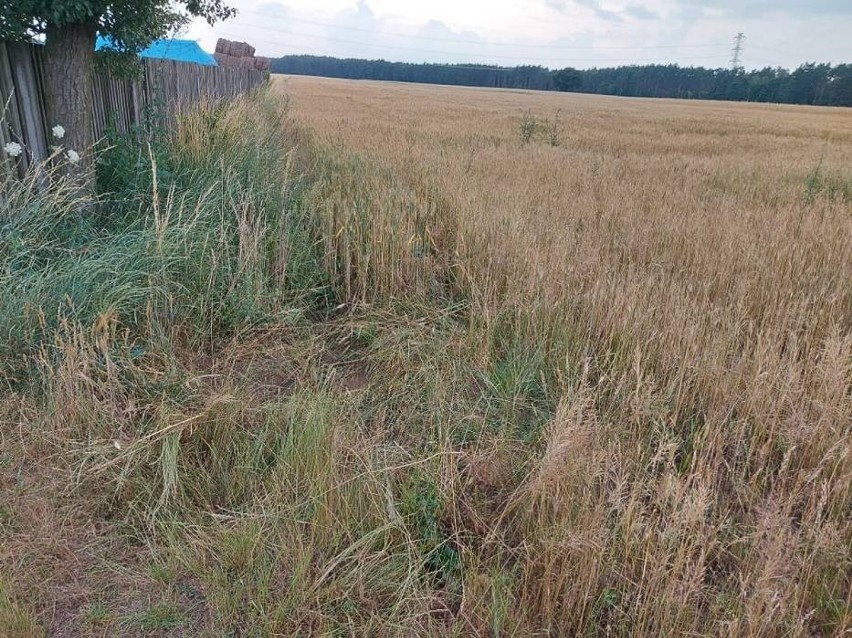 Zwłoki mężczyzny znaleziono w zbożu, niedaleko drogi prowadzącej do lasu w gminie Oborniki