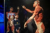 Wystawa BODY WORLDS powraca do Gdańska z nową ekspozycją!