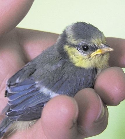 Apel krakowskich ornitologów: nie "ratujcie" piskląt, które uczą się latać
