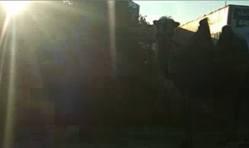 Wielbłąd na DW 901 w Oleśnie. Kadry z filmiku nagranego...