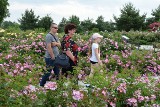Kolorowe Święto Kielc w Ogrodzie Botanicznym. Róże zachwyciły odwiedzających. Można było poznać tajemnice tych kwiatów [ZDJĘCIA]