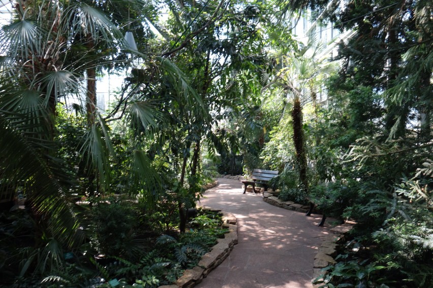 Palmiarnia zaprasza w sobotę na spacer w tropiki.