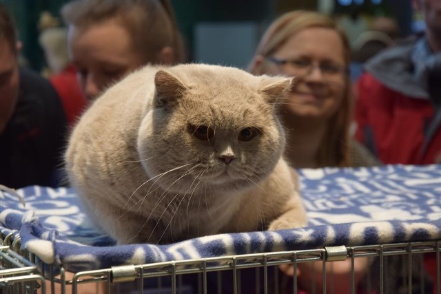 Kocie piękności w Galerii Jurajskiej. Kolejki do oglądania wystawy kotów 2019