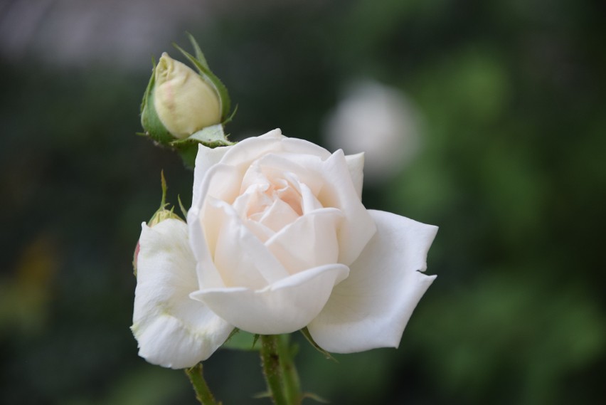 Róża księżnej Daisy w Pszczynie