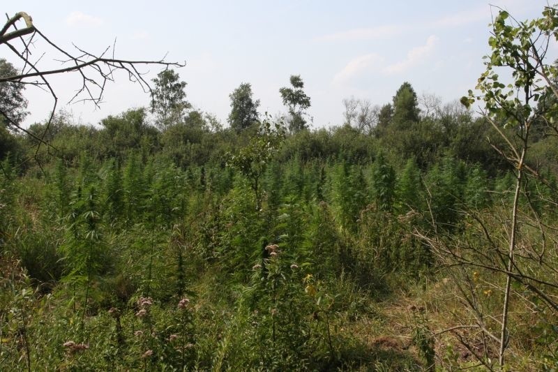 Leśna plantacja konopi zlikwidowana (zdjęcia)