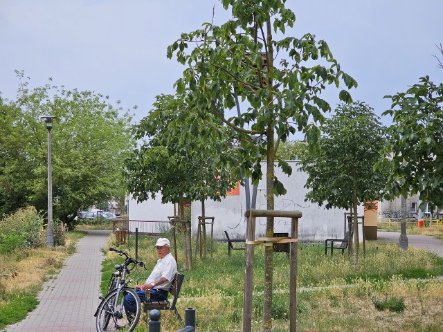 Jak wynika z danych przekazanych przez miasto, w ubiegłym roku w Toruniu posadzono 617 drzew i 23 786 krzewów. Zapytaliśmy urzędników, jak służby dbają o nowe nasadzenia i ile miasto na to przeznacza środków.