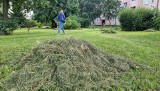 Sobotnie i wieczorne koszenie trawy przeszkadza mieszkańcom osiedla w Kielcach 