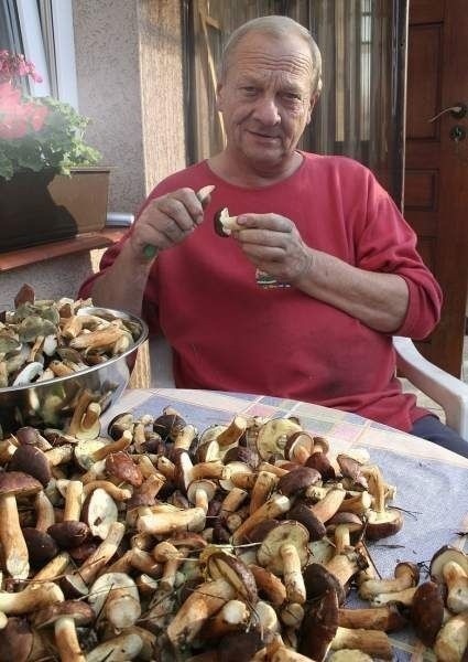 - W tym sezonie znaleźliśmy około 100 kilogramów grzybów - mówi Tadeusz Peszek, grzybiarz z Niska.