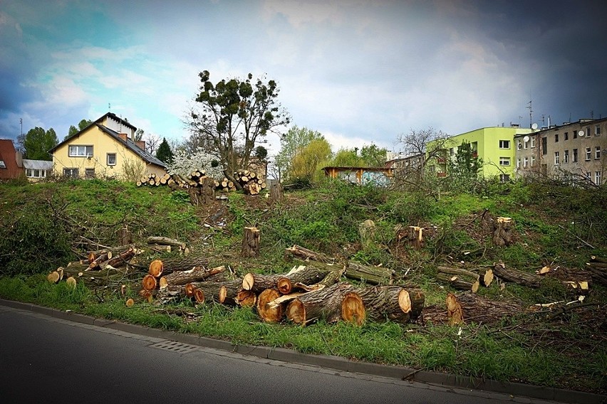 Dziesiątki drzew wycięte na Karłowicach. Mogą tam powstać mieszkania