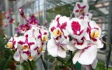 Kochasz orchidee? Możesz zajrzeć do łańcuckiej Storczykarni, gdzie kwiaty urzekają pięknem i oryginalnością 