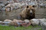 Akcent ZOO ma nowego niedźwiedzia. Grześ zamieszkał z Jolą (zdjęcia)