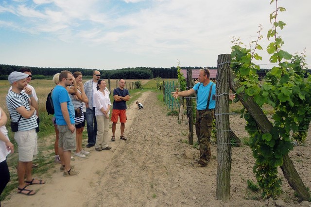 Winiarze chętnie opowiedzą gościom Winobrania 2014 o swojej pasji do uprawy winorośli.