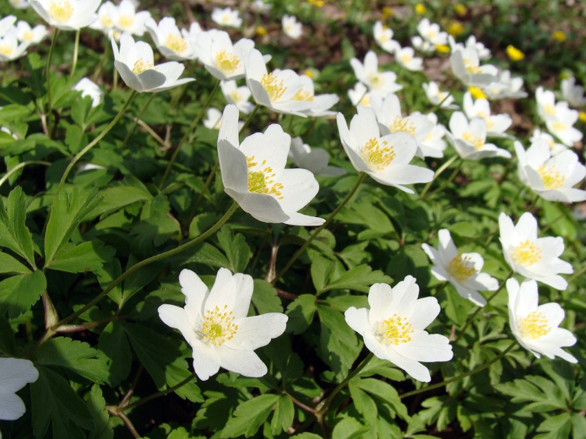 Zawilce gajowe (Anemone nemorosa) kwitną wczesną wiosną –...