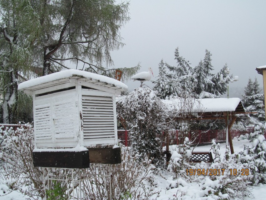 Atak zimy w powiecie kieleckim. Zobacz zdjęcia z Nowej Słupi