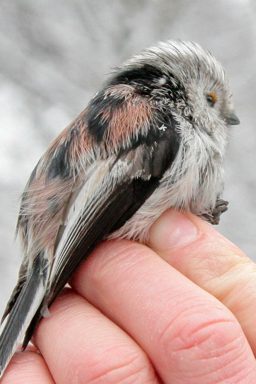 Czas na zimowe liczenie ptaków w Małopolsce [ZDJĘCIA]