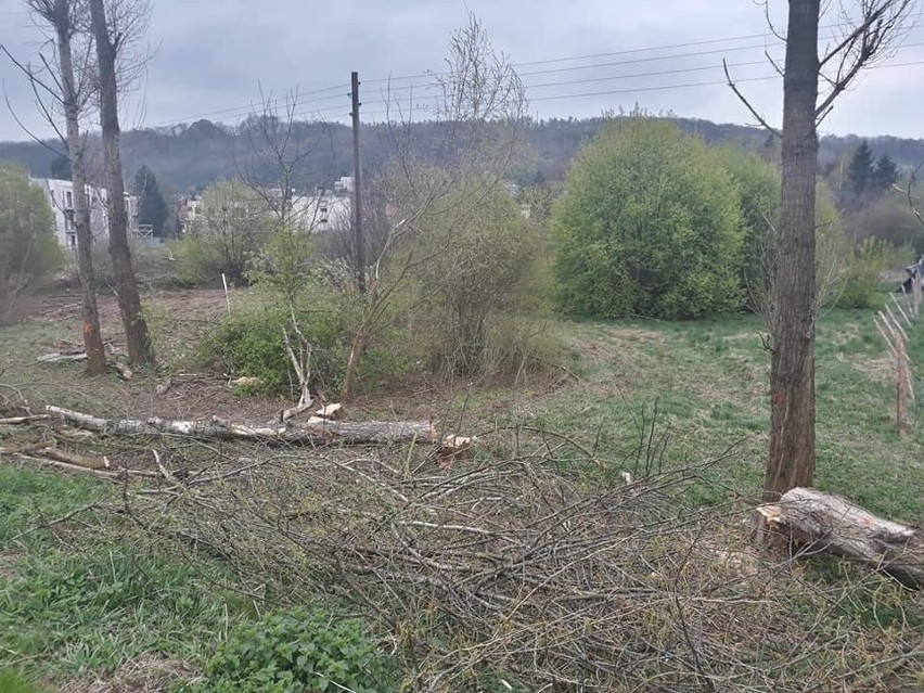 Kraków. Deweloper wyciął drzewa, a nie miał na to zgody. Zapłaci wysoką karę?