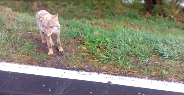 Młody wilk błąka się przy drodze krajowej nr 22 między Kostrzynem, a Słońskiem.