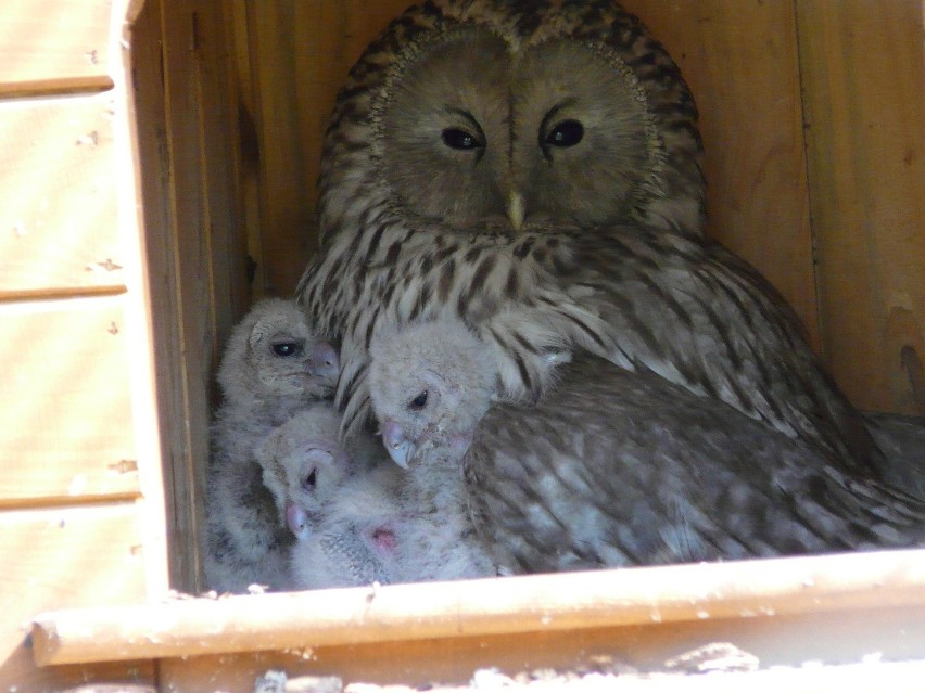 Puszczyki uralskie w chorzowskim zoo. Mama z pisklętami