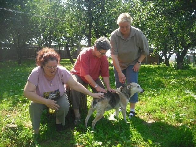 Niemieckie wolontariuszki będą szukać opiekunów dla starych i chorych psów ze schroniska w podprzemyskich Orzechowcach. Nz. od lewej Małgorzata, Uta i Ewa.