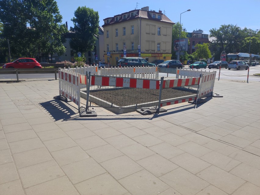 Kraków. Czy zasadzenie drzewa na środku chodnika będzie bezpieczne? Radny Krakowa pyta o rowerzystów i niewidomych