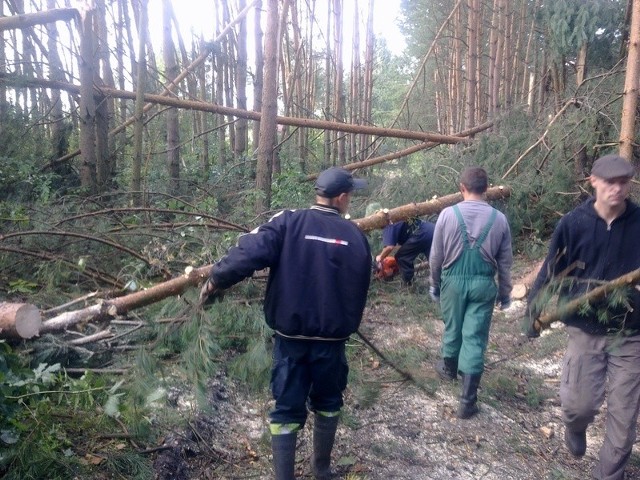 Poniedziałkowa wichura łamała drzewa, jak zapałki. Pracownicy nadleśnictwa Dobieszyn usuwają jej skutki.