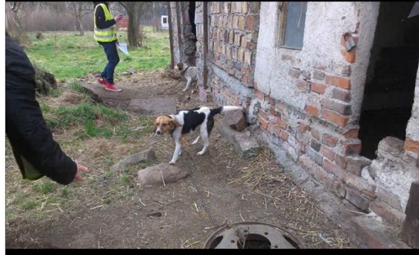 Zaniedbane psy w nielegalnej hodowli w gminie Żarów (ZDJĘCIA)