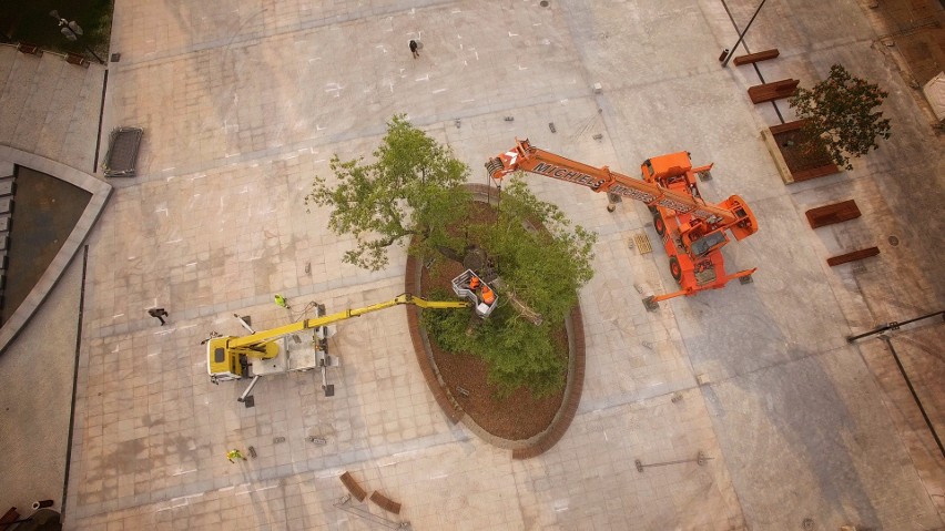 Plac Litewski. Tak wycinali Baobab (WIDEO Z DRONA) 