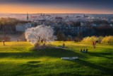 Wiosna w Krakowie. Najbardziej fotogeniczne drzewo już kwitnie! Wiosenny spacer na Kopiec Krakusa to gwarancja niezwykłych widoków