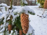 W Bydgoszczy przyroda znów zasypana śniegiem. Jakie są prognozy synoptyków na marzec?